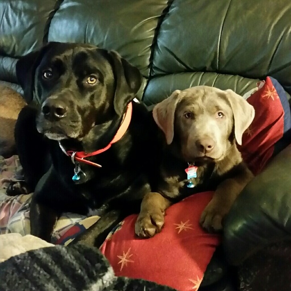 Meet your Posher, Elizabeth - Picture 2 of 6